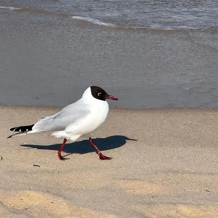 Ostseebad Mit Suedterrasse * Гёрен