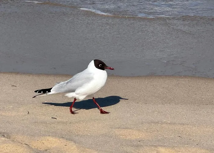 Ostseebad Mit Suedterrasse * גוהרן